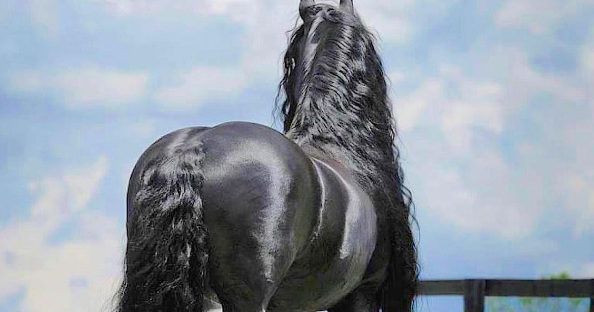 这匹马背影已经很美了,没想到转过来竟是「地球最帅」的尊爵之马!