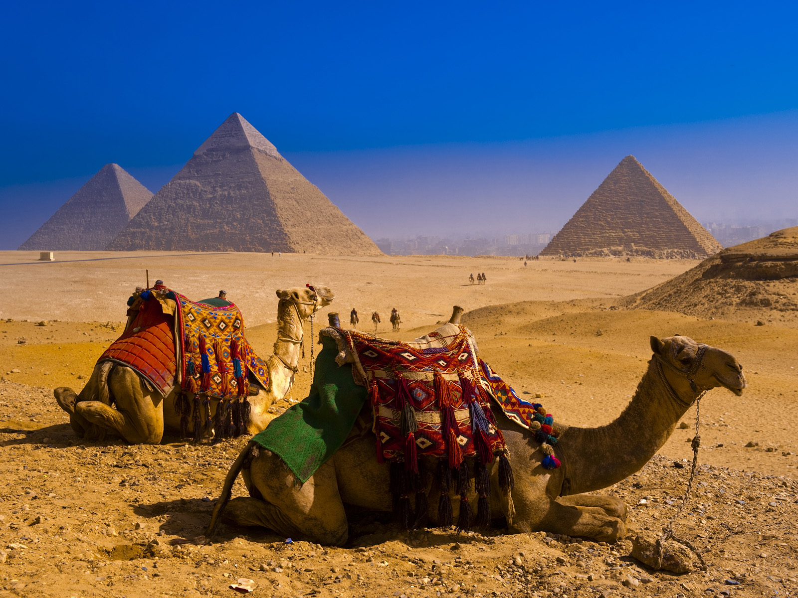 Camels near Great Pyramids of Giza
