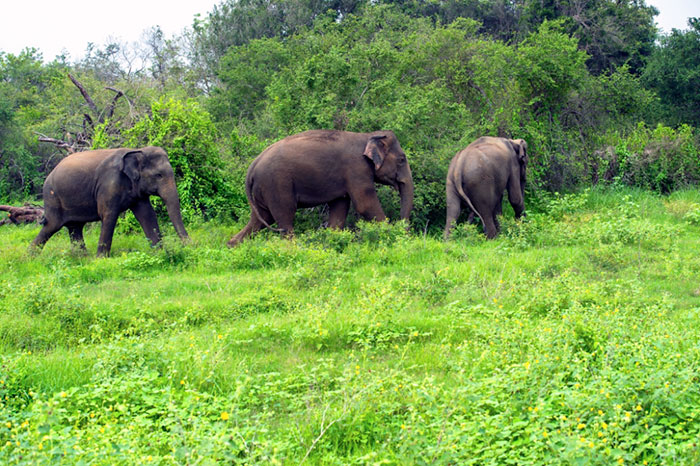 wildlife-forest-protection-sai-sanctuary-india-58f8975d4cf02__700