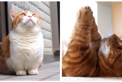 這對貓咪兄妹有著「圓滾滾小短腿」，各種超萌姿勢，療癒43萬IG粉絲