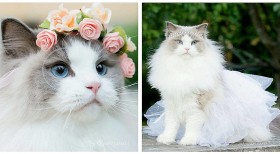 牠是貓咪界「白雪公主」，晶瑩透亮藍眼珠，散發高雅氣息相當迷人