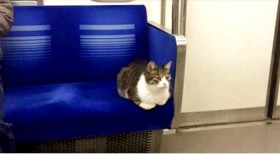 這隻「會自己搭地鐵」的貓咪，牠在車上的禮節大家驚豔