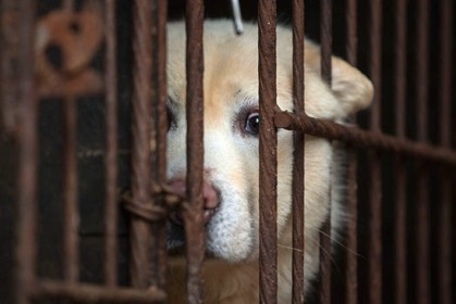 國際媒體報導：「臺灣成為第一個禁止吃貓狗的亞洲國家」，消息上網全球讚爆