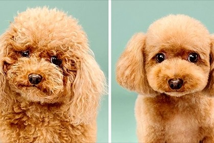8張「剪髮前vs剪髮後」的狗狗，人要梳妝，汪星人也要打扮