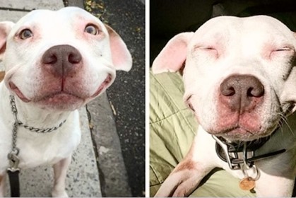這隻流浪的狗狗被收養後，一直「保持笑容12年」，每天看到牠都是滿滿的幸福感
