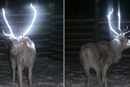 在芬蘭，『發光』的麋鹿即將成為普通景象？