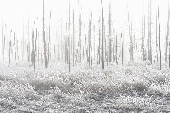 Frosted landscape along Tangled Creek in Yellowstone National Park.