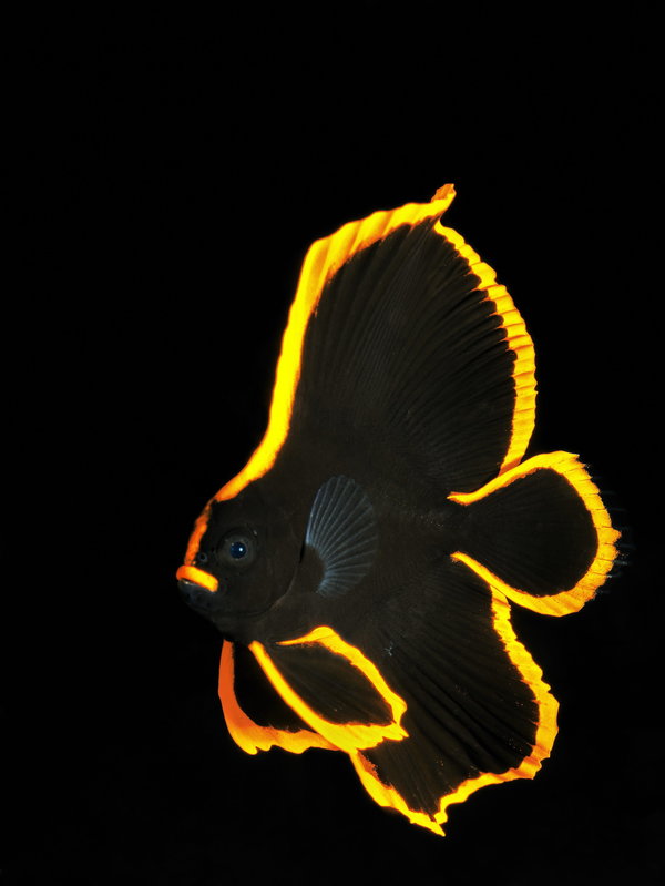 Golden - juv. batfish