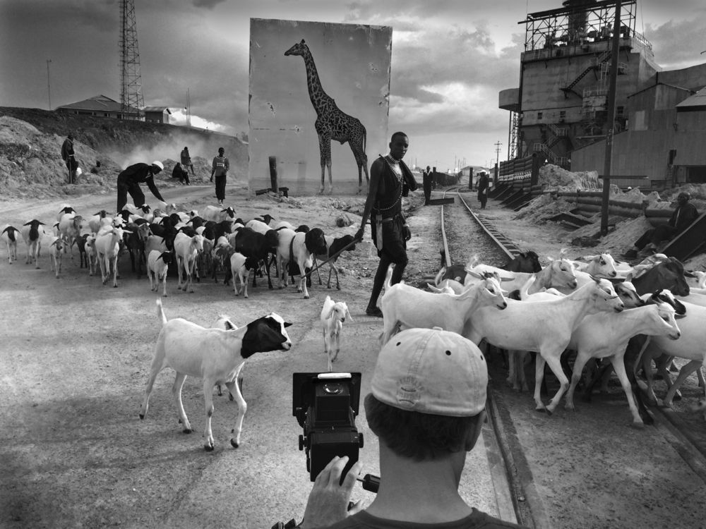 giraffe_goats_bw_20in