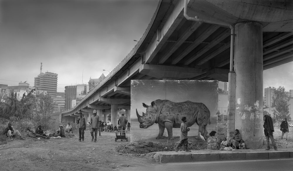 UNDERPASS WITH RHINO & EGRET