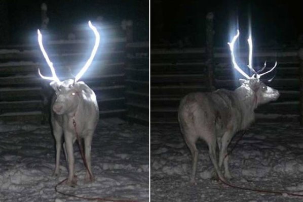 reflective-antler-reindeer