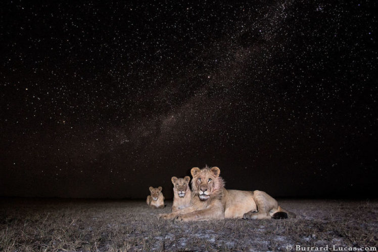 Milky Way Lions