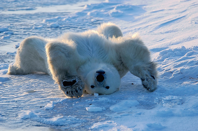 Polar Bear Waking Up, Churchill, Manitoba, Canada