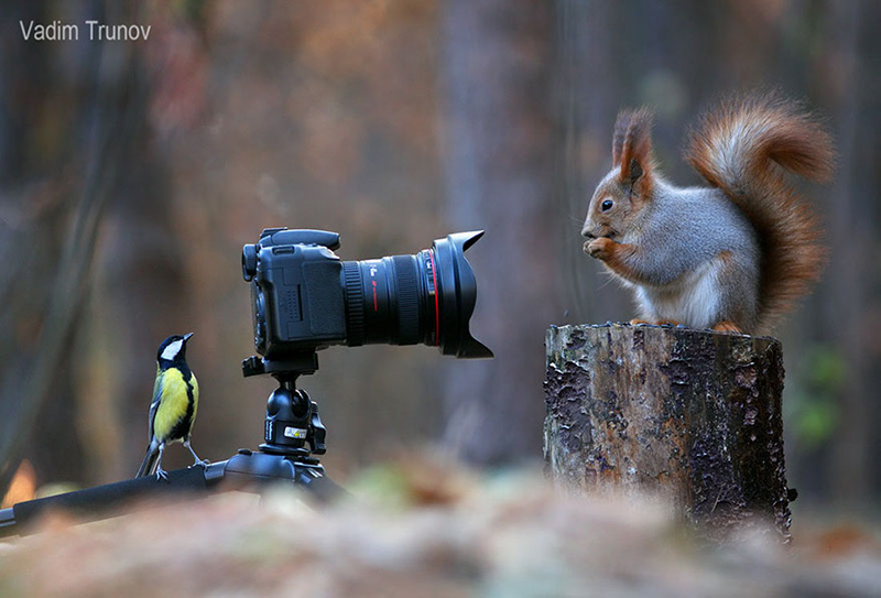 squirrel-photography-russia-vadim-trunov-1-1