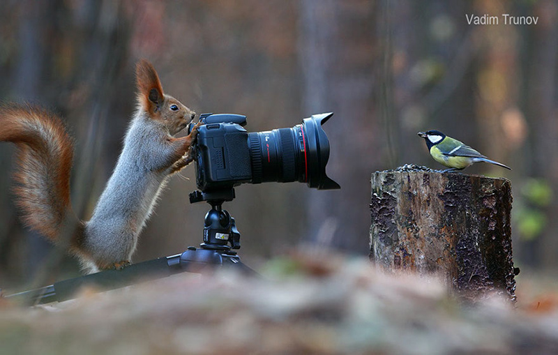 squirrel-photography-russia-vadim-trunov-2-1