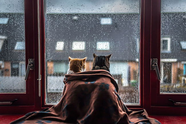 felicity-berkleef-cats-at-window-1