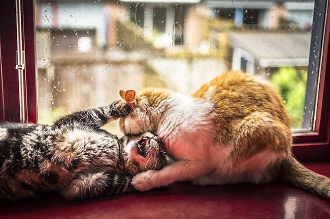 felicity-berkleef-cats-at-window-2