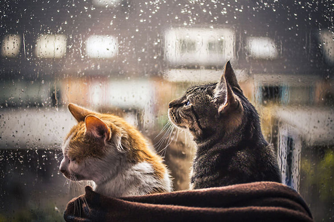felicity-berkleef-cats-at-window-3