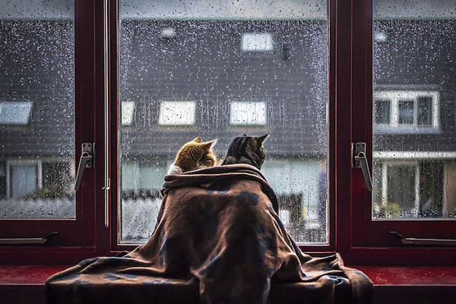 felicity-berkleef-cats-at-window-4