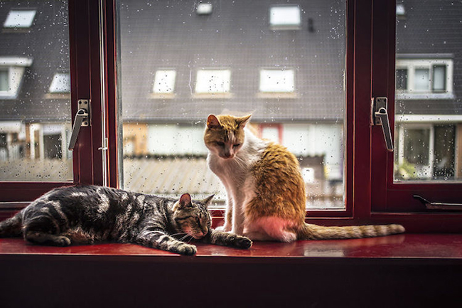 felicity-berkleef-cats-at-window-5