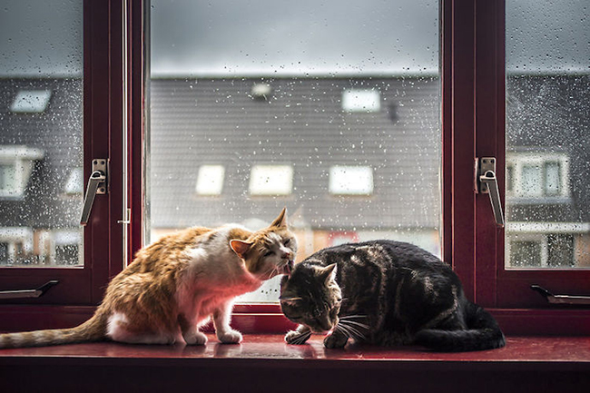 felicity-berkleef-cats-at-window-7