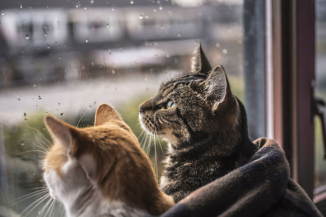 felicity-berkleef-cats-at-window-8
