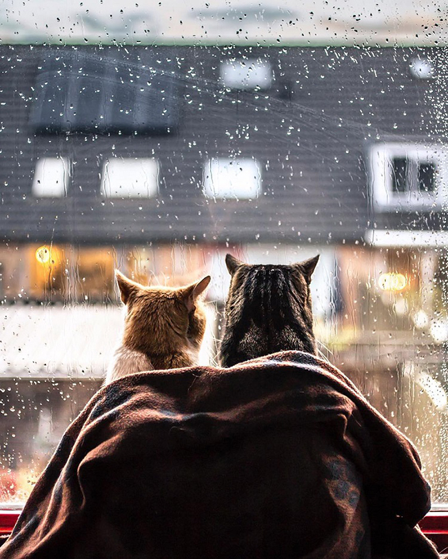 felicity-berkleef-cats-at-window-9