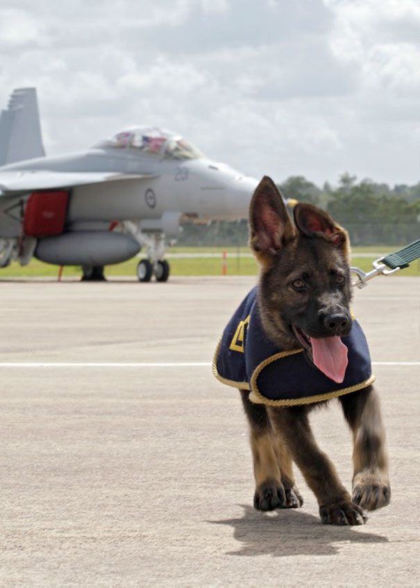 Military Working Dog puppy Rhino