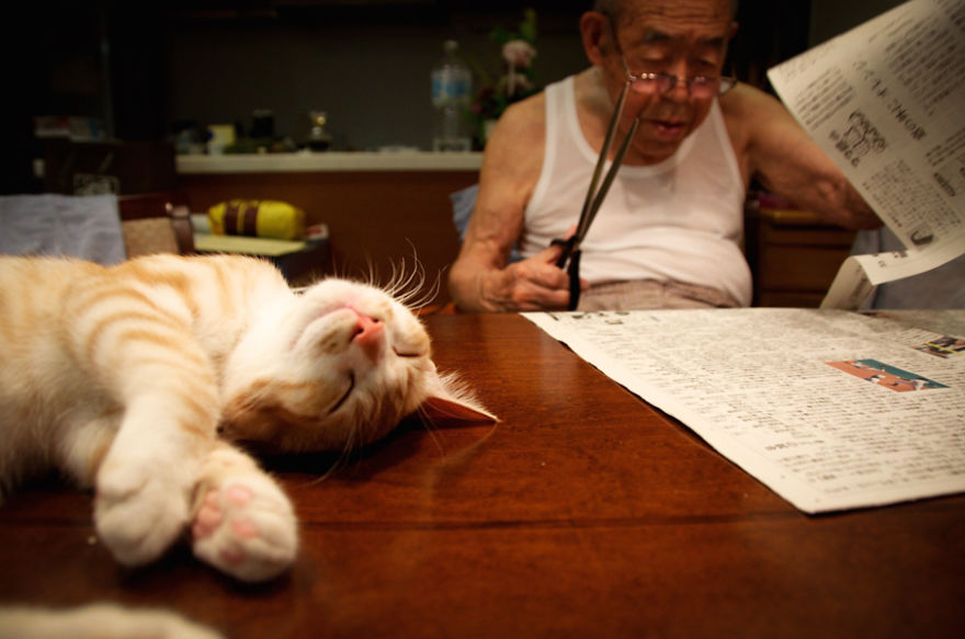 Meet-Kinako-the-cat-and-Jiji-the-grump-from-Japan-58ec8756b662d__880