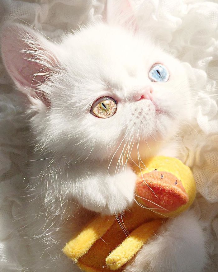 cat-eyes-heterochromia-iridis-pam-pam-10-58f869c85e24c__700