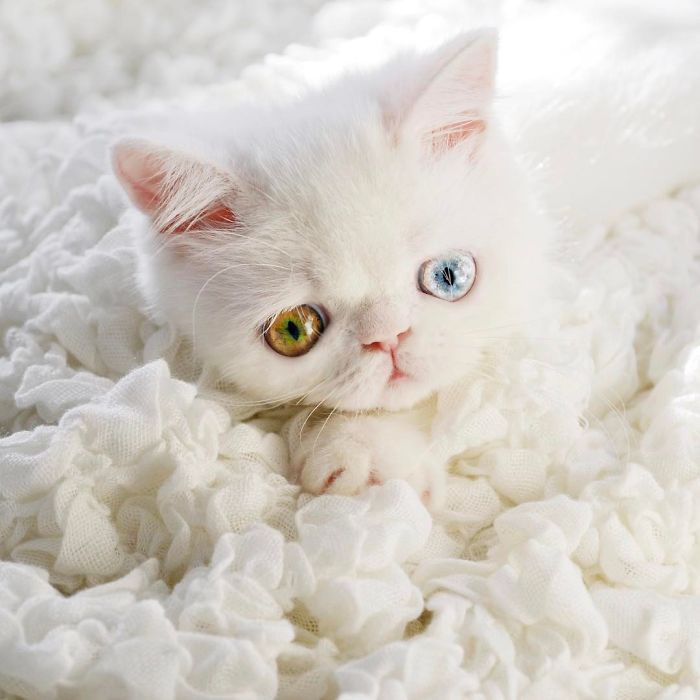 cat-eyes-heterochromia-iridis-pam-pam-14-58f869d263c93__700