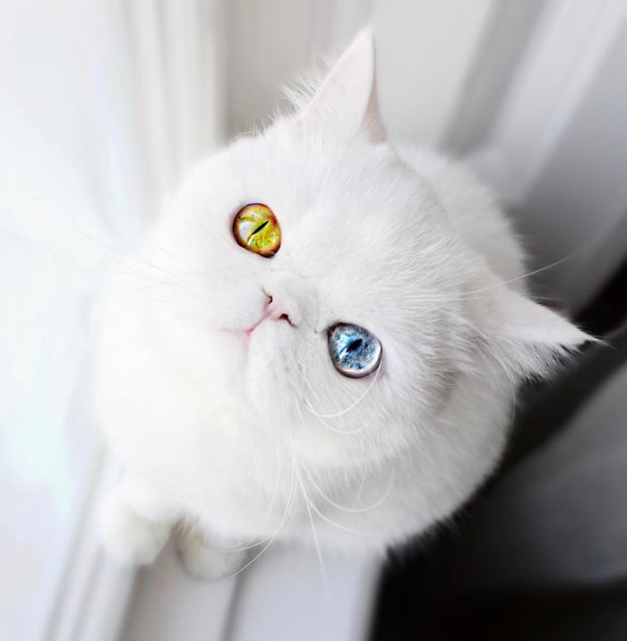 cat-eyes-heterochromia-iridis-pam-pam-21-58f869e434511__700