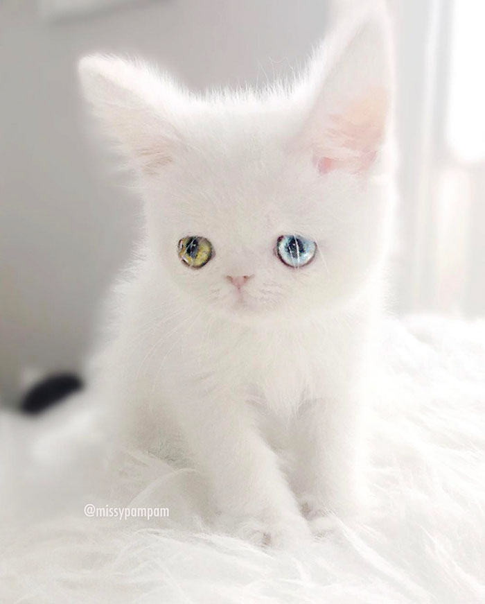 cat-eyes-heterochromia-iridis-pam-pam-29-58f869fb32f93__700