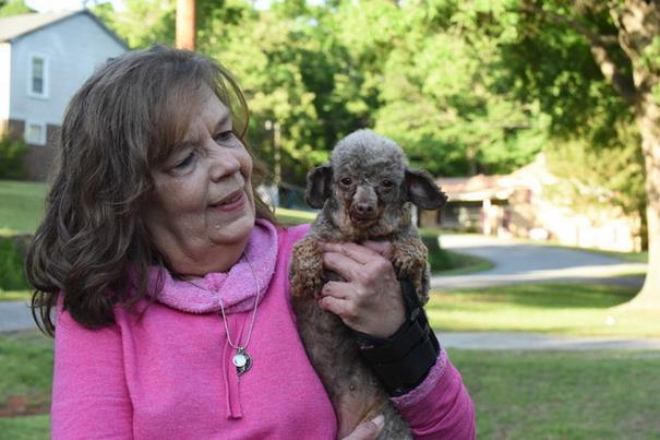 poodle-rescue-puppy-mill-basement-cage-7