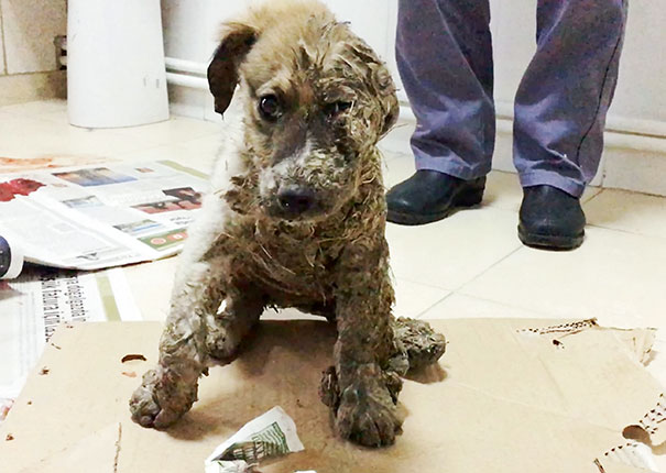 puppy-covered-clue-rescued-pascal-2