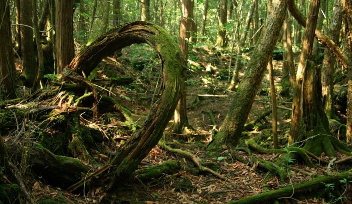 view-from-inside-aokigahara-forest