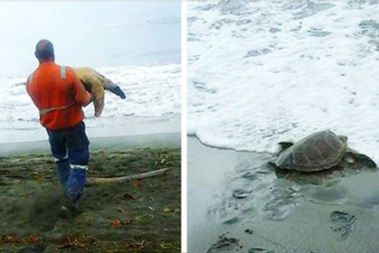 他們從市場上搶救了這 2 隻海龜，開車親自送牠們回大海，引發網友們瘋狂分享啦！