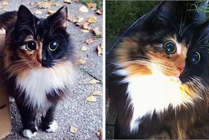 《貓版的不能沒有你》：這隻流浪貓雖然失明，天真烏亮的大眼卻足以偷走你的心！