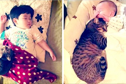 【日本虎斑貓和小主們的日常】：充滿文青風格的萌照，看得網友們心都融化了！