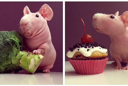 【豚鼠界最紅的裸模】：這隻小可愛和食物的合照，讓網友們都萌翻啦！