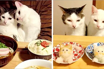 日本夫婦在網頁上分享【美貓和美食】照片，一道又一道美味讓網友們都捉狂啦！