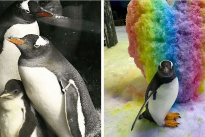 這對「相同性別相愛」的企鵝，想要小孩試圖孵化石頭，管理員看到後給牠們一個蛋圓夢