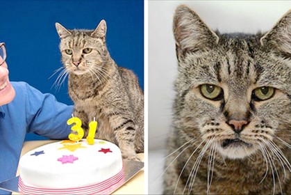 世界上最老的貓咪已經 31 歲，這隻「貓瑞」換算人類年齡是141歲
