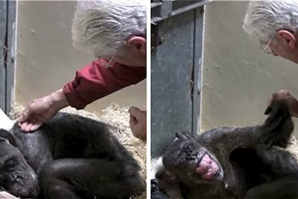 59 歲垂死的黑猩猩拒絕進食，當牠認出「照顧過牠的老朋友聲音」時，場面很感人