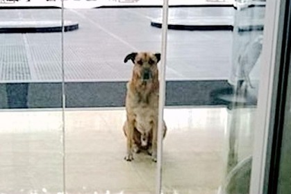 狗狗在飯店門口等待空服員長達6個月，等到了生命中的靈魂夥伴