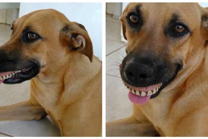 這隻狗狗一直「大大的微笑」不知道為什麼，主人發現真實原因差點笑死