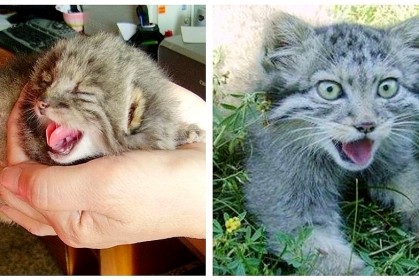 俄國農民發現4隻長相奇怪的小貓，找來專家鑑定發現牠們「不是平凡的貓咪」