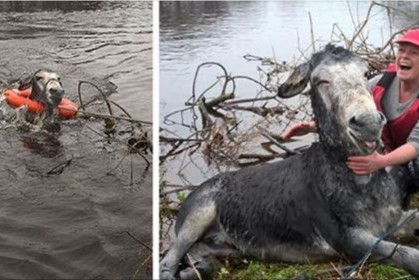 這隻驢子被人從洪水裡救了起來，牠用一個「大大的笑容」回報大家