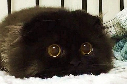 第一眼你一定以為牠是個玩具，但這隻喵兒可是【全世界眼睛最大的真貓】！