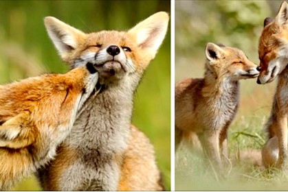 《狐狸之愛》：攝影師以鏡頭證明，牠們雖然看來詭詐，卻是非常深情的動物！